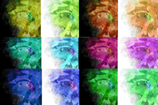 Watercolor Rose 1 Digital Design 12 Backgrounds